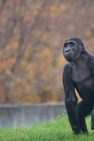Gorilí povídání series tv