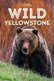 Wild Yellowstone</b> saison 01 