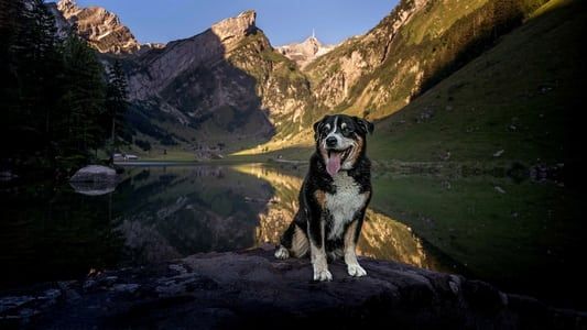 Histoires de chiens suisses 2023